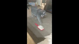 Abu the cat furiously attacks helpless hairbrush on floor