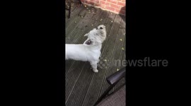 This dog loves impersonating ambulances