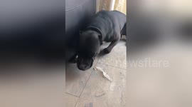 Guilty pitbull destroys house