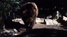 Bear attacks best friend in fall out over food