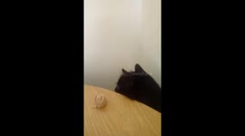 Brazen cat