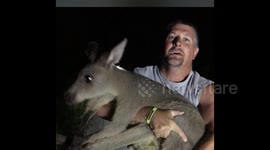 Footage shows missing Florida kangaroo caught and returned to safety