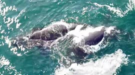 Whales by Drone - DJI 4k - Drone footage in Hermanus South Africa