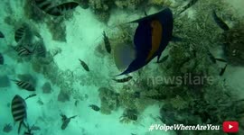 SCUBA DIVING RED SEA HURGHADA EGYPT 2018