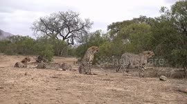 5 Cheetahs eating their prey in Kruger National Park