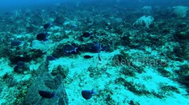 Scuba Diving Playa del Carmen and Cenote Dos Ojos - Riviera Maya