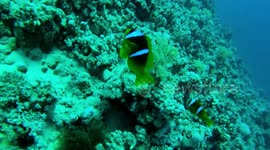 SCUBA DIVING SHARM EL SHEIKH RED SEA EGYPT 2018