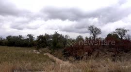 Safari Kruger Park Wildlife