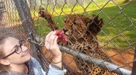 Feeding cheetah