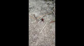 Ugly Bugs In Texas