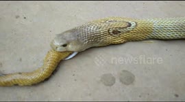 Large cobra regurgitates another cobra