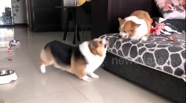 Two Corgis are locked in bitter argument