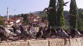 Slow motion footage pigeon in sarajevo