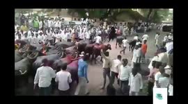 buffalo launches violent attack on bystander