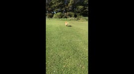 Most Dogs Run... Not This One