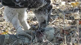 Rare martial eagle filmed eating massive lizard in South Africa