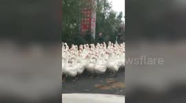 Hundreds of geese cross the road in northern China