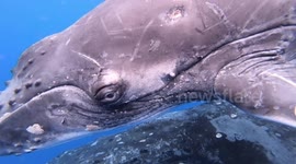 Beautiful encounter with Humpback whale mother and calf
