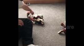 Dog loves being pulled around in circles