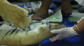 Autopsy performed on pregnant Sumatran tigress found dead in snare