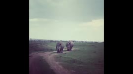 The Last Two Living Northern White Rhino Females.