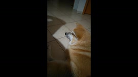 Akita Inu talking to himself in the mirror