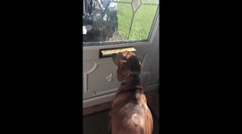 This dogs been here all morning think he can smell postman coming