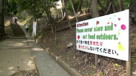 Iwatayama monkey park in Arashiyama, Kyoto