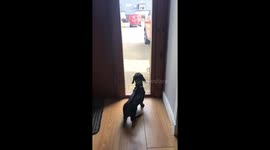 Nothing to see here. Just a dachshund conforming to the dog stereotype. She really does love the postman https://t.co/iyyNm11aod