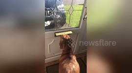 Newsflare Edit - This dogs been here all morning think he can smell postman coming #vizsla #LETTERBOX #postman https://t.co/1pYsuJOtXh