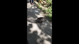 Monkey Artistic Sidewalk Graffiti