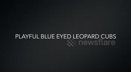 Incredibly cute Blue Eyed Leopard Cubs, playing with Mom's tail, seen on Safari in Kruger National Park, South Africa