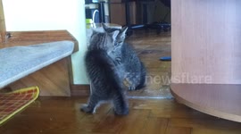 Curious kitten's hilarious reaction to seeing self in mirror