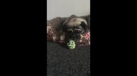 Just a grumpy old boy protecting his ball