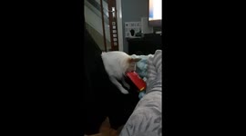 My dog When Mc Donalds is life