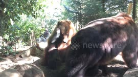 Bear best friends fall out over food