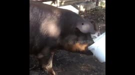 This pig knows how to be cool with a water bucket