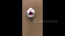 Too cute! Rescue kitten pokes head through hole in box at shelter