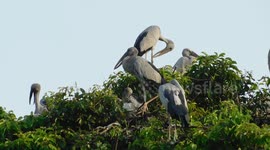 bird sitting on tree and relaxing
