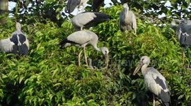 some big lip bird sitting on tree with natural sound