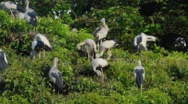 some bird sitting on a tree and enjoy there time with natural relaxcation sound