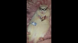 Rat reading Playboy magazine