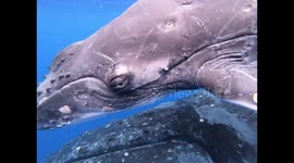 Beautiful encounter with Humpback whale mother and calf
