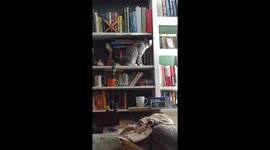 Cat climbing fail