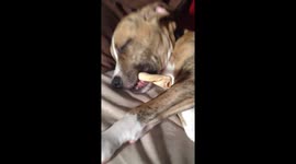 When you have to decide between taking a nap or chewing on a bone... I choose both.