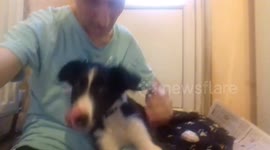 Sheep Dog Puppy gets comfortable on my lap after playing with toys
