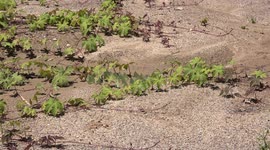 White butterflies flying around in large group.