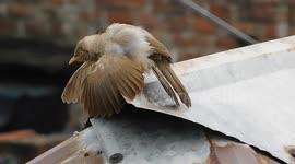 Two Beautiful Bird Are Romance On Roof