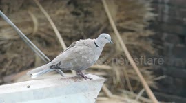 Preening dove at Indian sanctuary