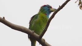 Amazing colourful bird call
